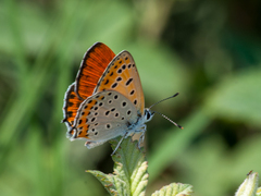 Lycaena thersamon
