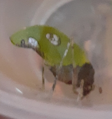 Pycnopalpa bicordata