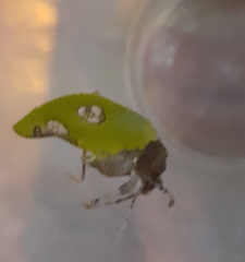 Pycnopalpa bicordata