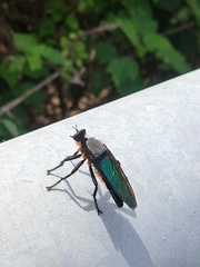 Microstylum oberthurii