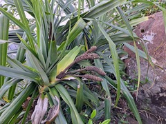 Freycinetia formosana