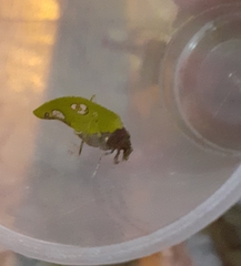 Pycnopalpa bicordata