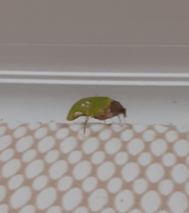 Pycnopalpa bicordata