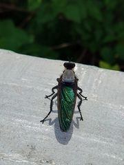 Microstylum oberthurii