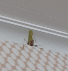 Pycnopalpa bicordata