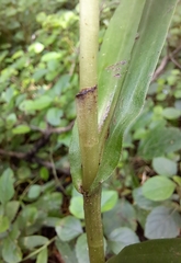 Habenaria malacophylla