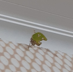 Pycnopalpa bicordata