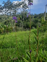 Melastomeae
