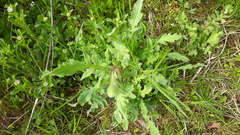 Leucanthemum vulgare