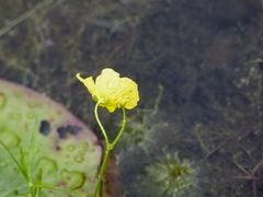 Utricularia gibba