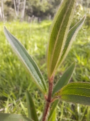 Melastomeae