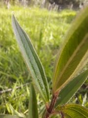 Melastomeae