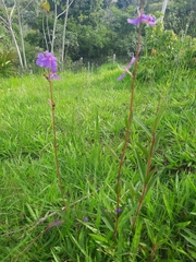 Melastomeae