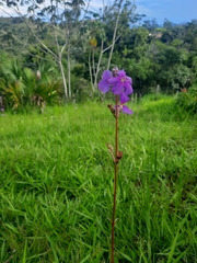 Melastomeae