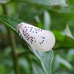 Poekilloptera