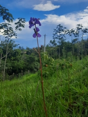 Melastomeae