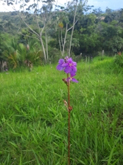 Melastomeae