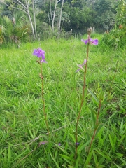 Melastomeae