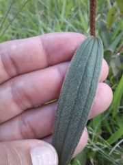 Melastomeae