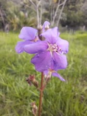 Melastomeae