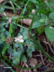 Hellula