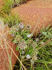 Macledium zeyheri