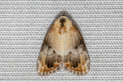 Dialithoptera gemmata