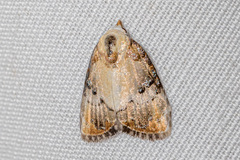 Dialithoptera gemmata