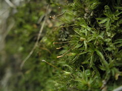 Atrichum flavisetum
