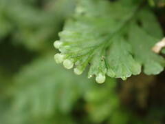 Hymenophyllum macrothecum