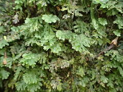 Hymenophyllum macrothecum