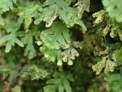 Hymenophyllum macrothecum