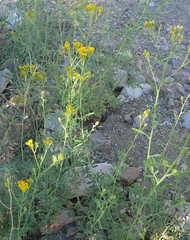 Hymenothrix wislizeni