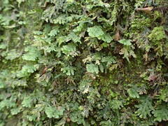 Hymenophyllum macrothecum