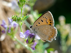 Lycaena thetis