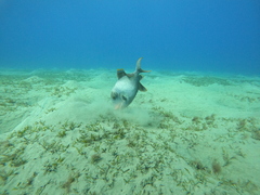 Pseudobalistes flavimarginatus