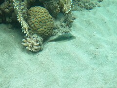 Canthigaster margaritata
