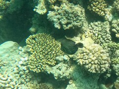 Cantherhines pardalis