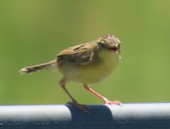 Cisticola exilis