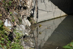 Phylloscopus collybita collybita