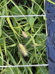 Setaria parviflora