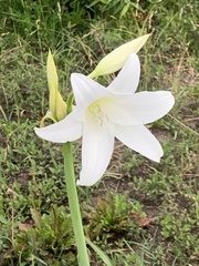 Crinum moorei