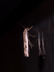 Orocrambus flexuosellus