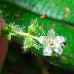 Miconia dependens