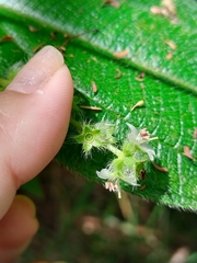Miconia dependens