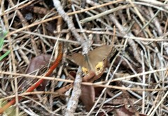 Hypocysta pseudirius