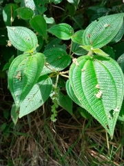 Miconia dependens