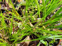Juncus prismatocarpus leschenaultii