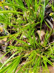 Juncus prismatocarpus leschenaultii