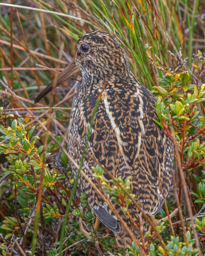 Fuegian Snipe (Gallinago stricklandii), photo 2